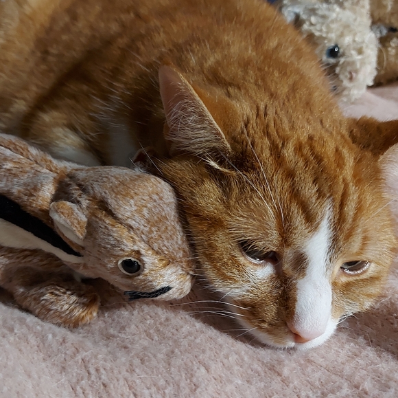 My Cats 𓃠🧡🧡𓃠 - Picture 3 of 16